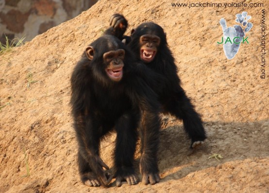 zamba & tongo