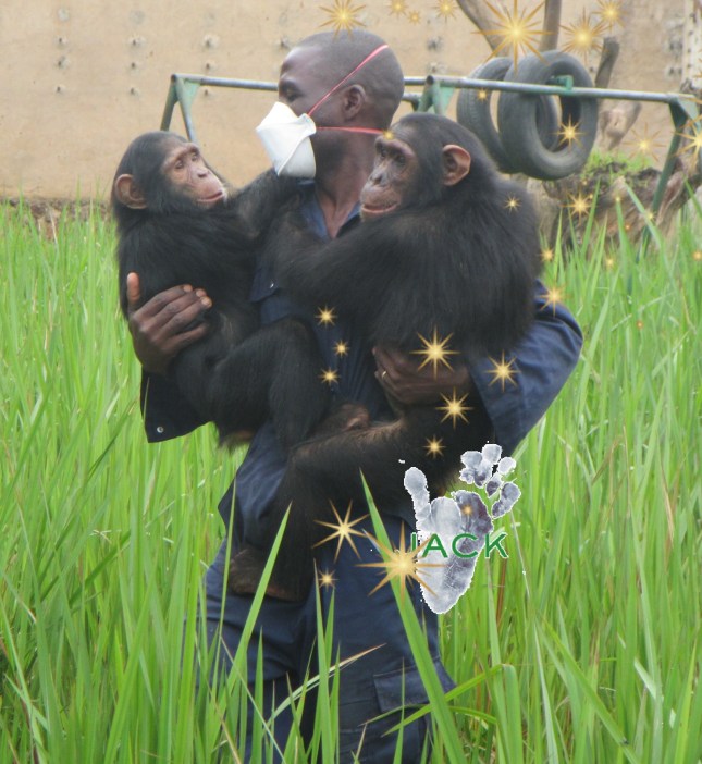 soigneur &amp; chimp (4)