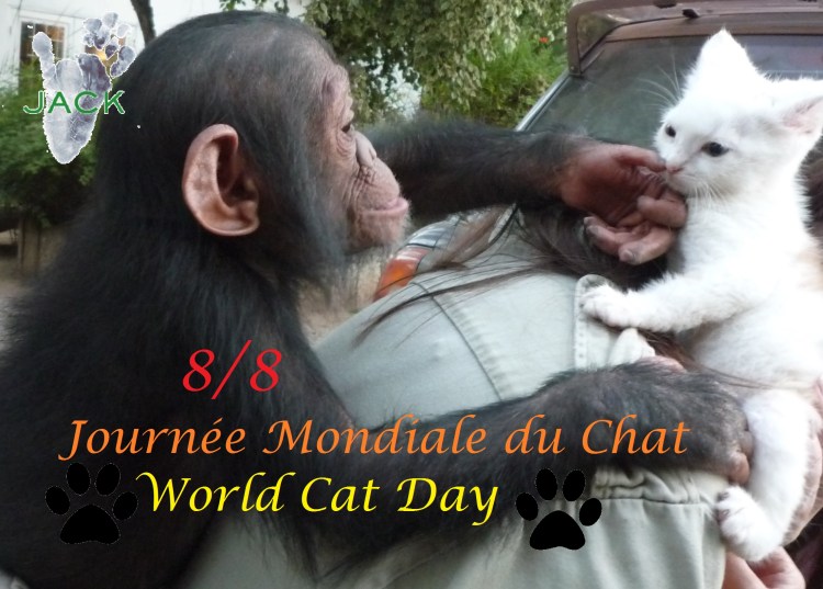 journée mondiale du chat
